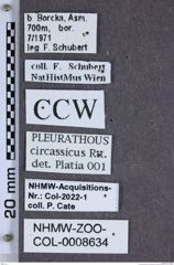 Etiketten zu Pleurathous circassicus (NHMW-ZOO-COL-0008634)